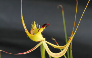 green-spider-orchid-fiori-australiani